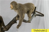 Formosan Rock-monkey Collection Image, Figure 5, Total 7 Figures